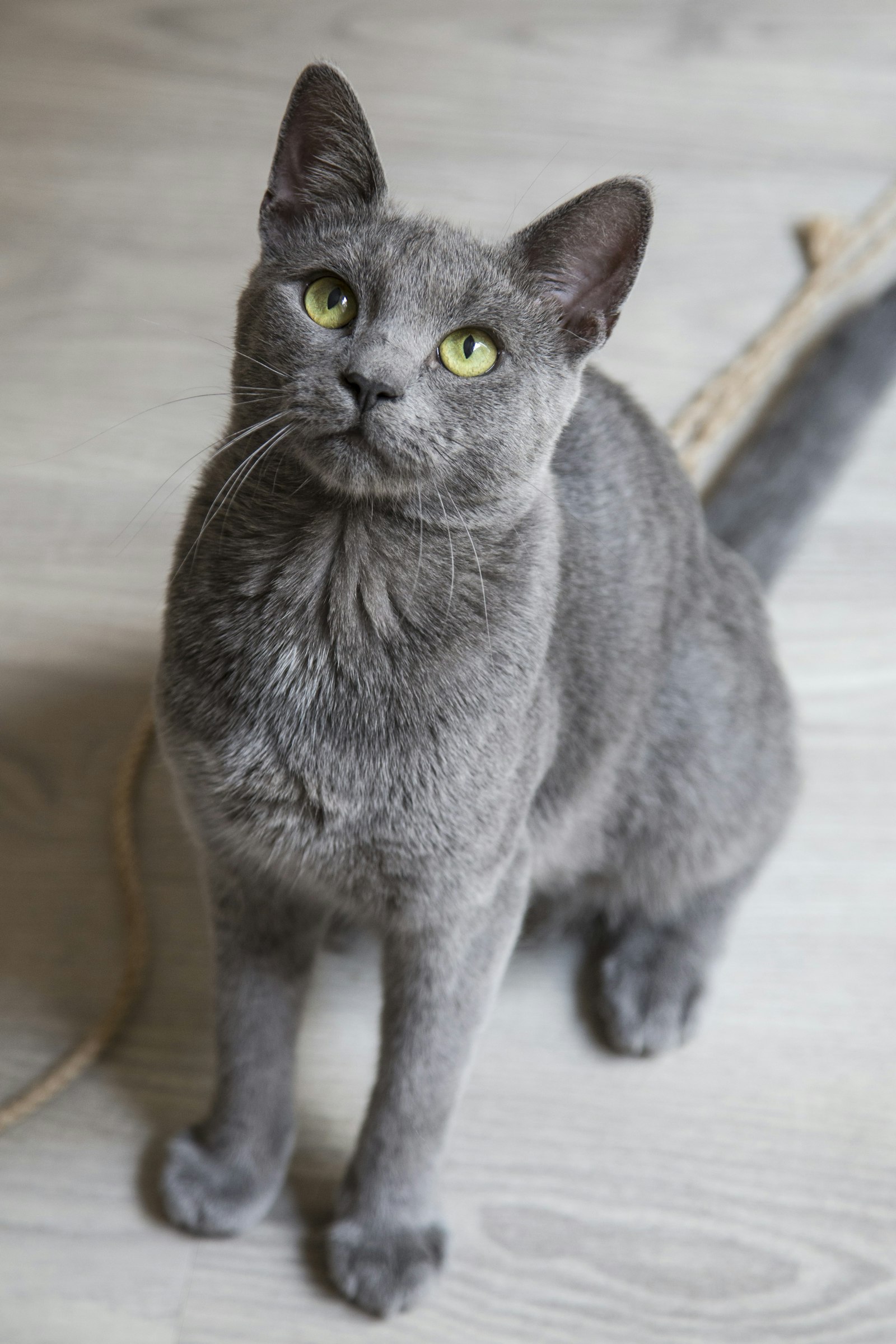 ロシアンブルーのねこ